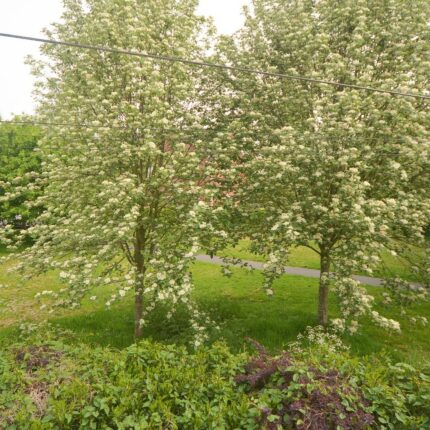 3 Mill Row, off Locko Road, Spondon, Derby, DE21 7AS Gallery image 17